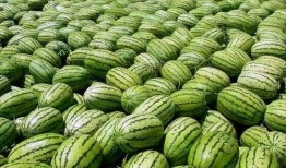 宁夏网红吃瓜视频,揭秘当地美食与风土人情